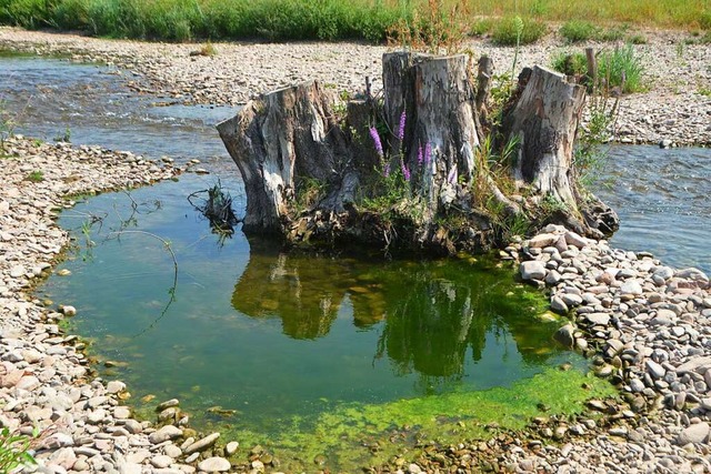 Die Elz ist Lebensraum fr Tiere und Pflanzen.  | Foto: Gerhard Walser