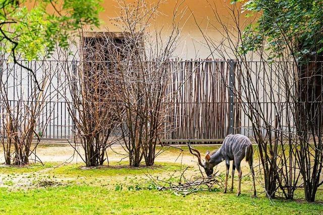 110 Jahre altes Antilopenhaus im Basler Zoo nach Umbau wieder offen