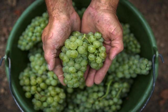 Der Bioweinbau leidet besonders unter den Klimavernderungen – und soll doch ausgebaut werden