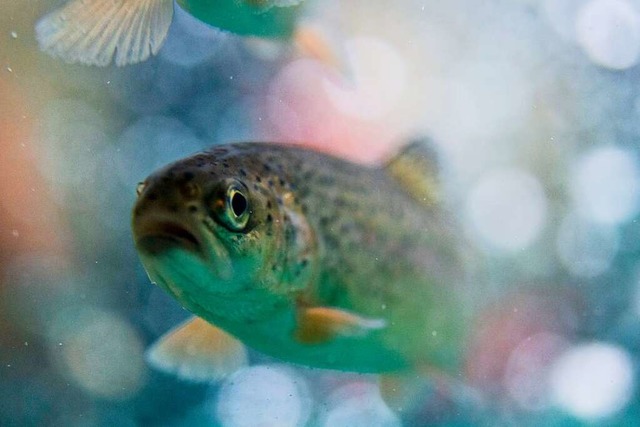 Eine Forelle schwimmt im Wasser eines Aquariums.  | Foto: Bernd Thissen