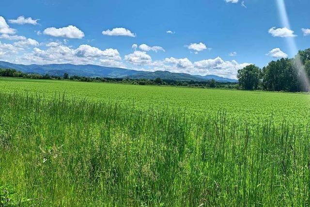 Spaziergnge rund um Freiburg