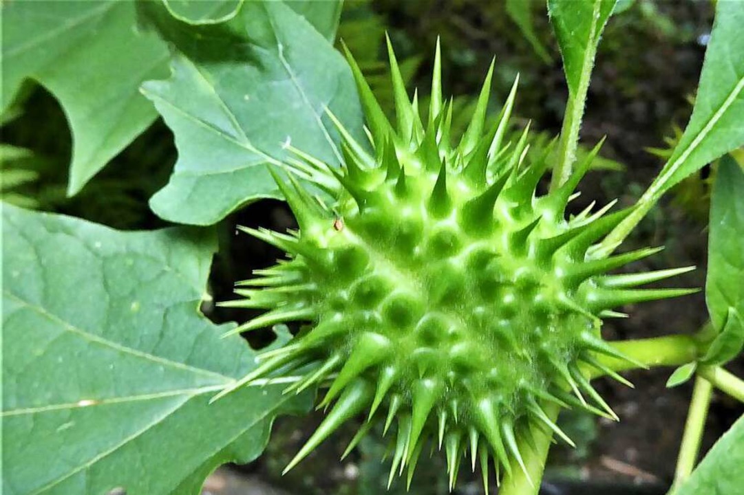 Rund um Schopfheim wachsen schöne, aber hochgiftige Pflanzen