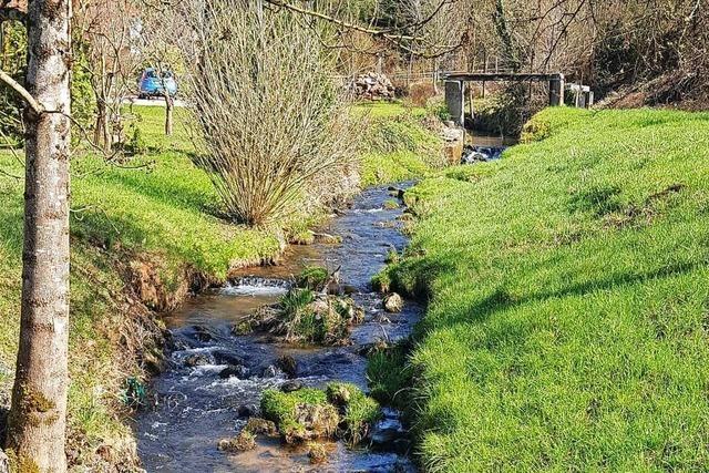 Die Bschung des Ettenbachs in Ettenheimmnster wird abgeflacht