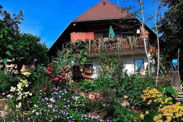 Fotos: ppige Ernte im Holzschlger Garten