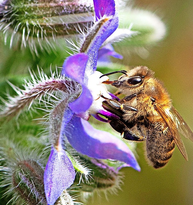Gartengäste: Bienen genießen die Blütenpracht<ppp></ppp>  | Foto: Wolfgang Scheu