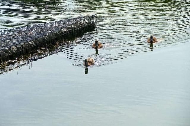 Wer Enten im Stegmattensee fttert, frdert die Sperrung des Sees