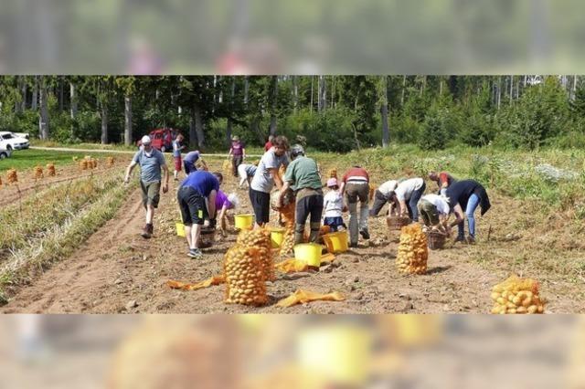 Kartoffelernte in der Gemeinschaft