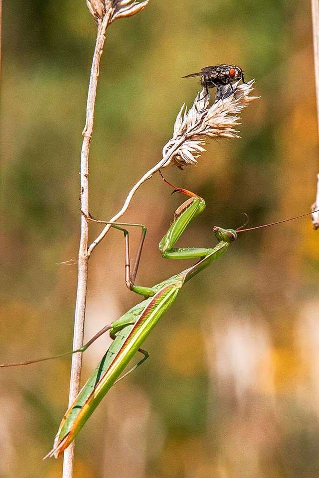 Eine Fliege im Angesicht der lauernden Gottesanbeterin.  | Foto: Bernd Wehrle