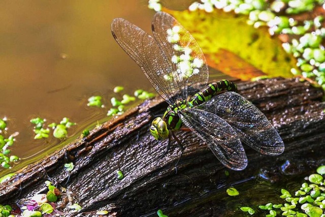 Libelle am Schlierbergweiher in der Wiehre.  | Foto: Stefan Gihring