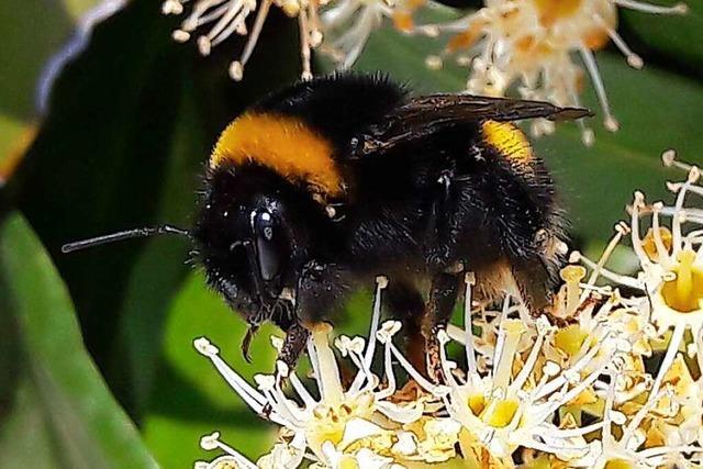 Hallo, Hummel!