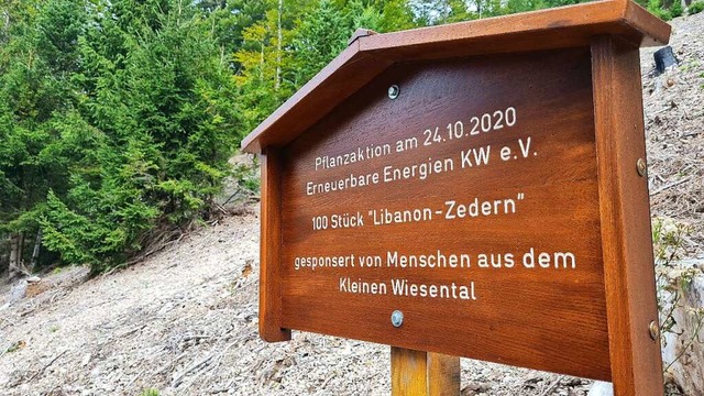 Die Zedern-Pflanzaktion am Belchen war doch rechtmig.  | Foto: Gerald Nill