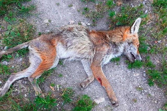 Tote Füchse und Marder geben in Wembach Rätsel auf