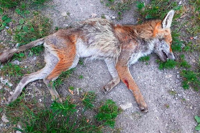 In Wembach fallen tote und verendende ... Fchse sind unter ihnen. (Symbolbild)  | Foto: Jrgen Hferlin