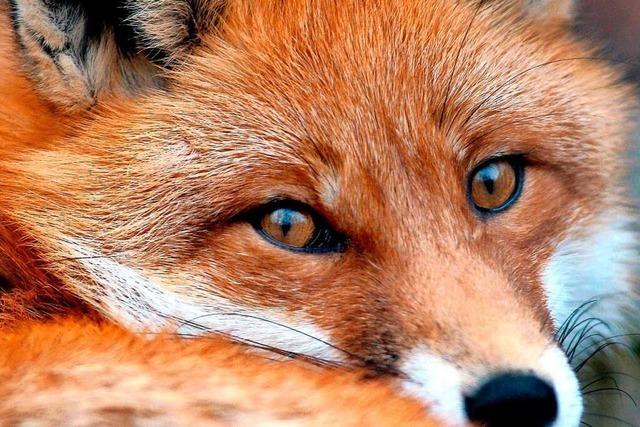 Peta zeigt Betreiber von Anlage zur Fuchsjagd in Neuried an
