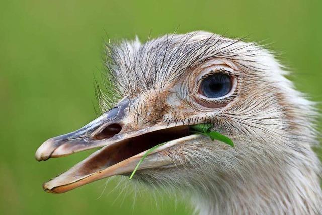 Emu mit Kleeblatt im Mundwinkel auf dem Mundenhof