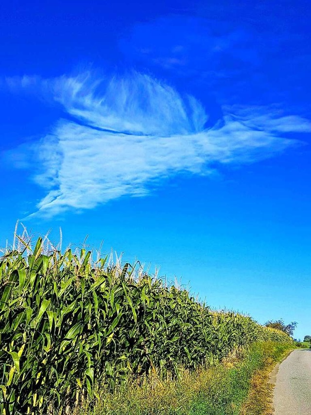 Hole-Punch-Cloud  | Foto: Ursula Schiller