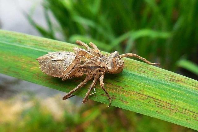 Larve am Blatt der Wasseriris