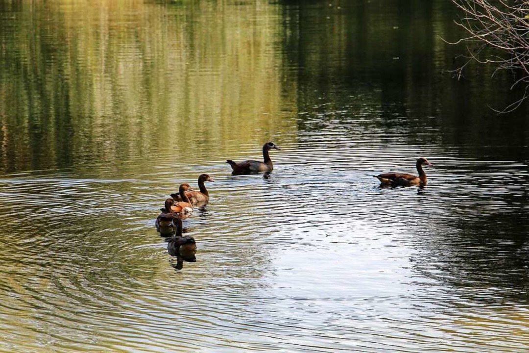 Familienidyll auf dem Wasser  | Foto: Ruth Seitz