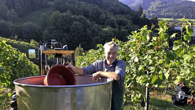 Die gute Qualitt der Trauben trstet ...iesler ber die fehlende Menge hinweg.  | Foto: Gabriele Hennicke