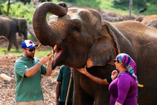 Elefanten als Touristenattraktion in Sri Lanka  | Foto: - (dpa)