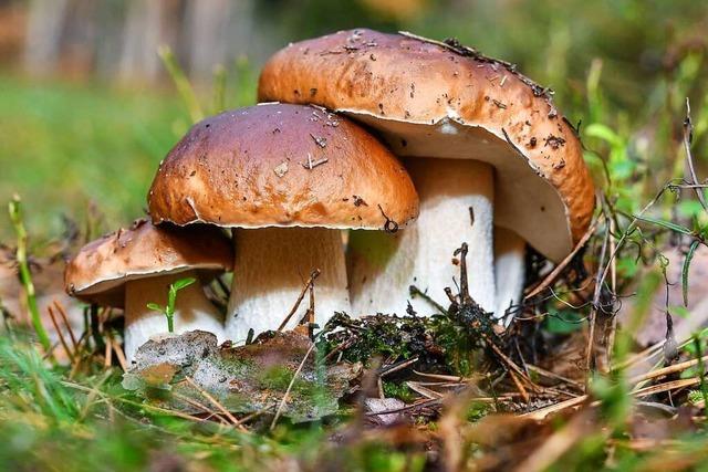 Pilze sind in manchen Regionen Sdbadens noch radioaktiv belastet