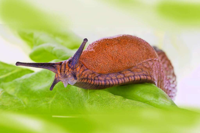 Viel Regen, viel Schnecken?