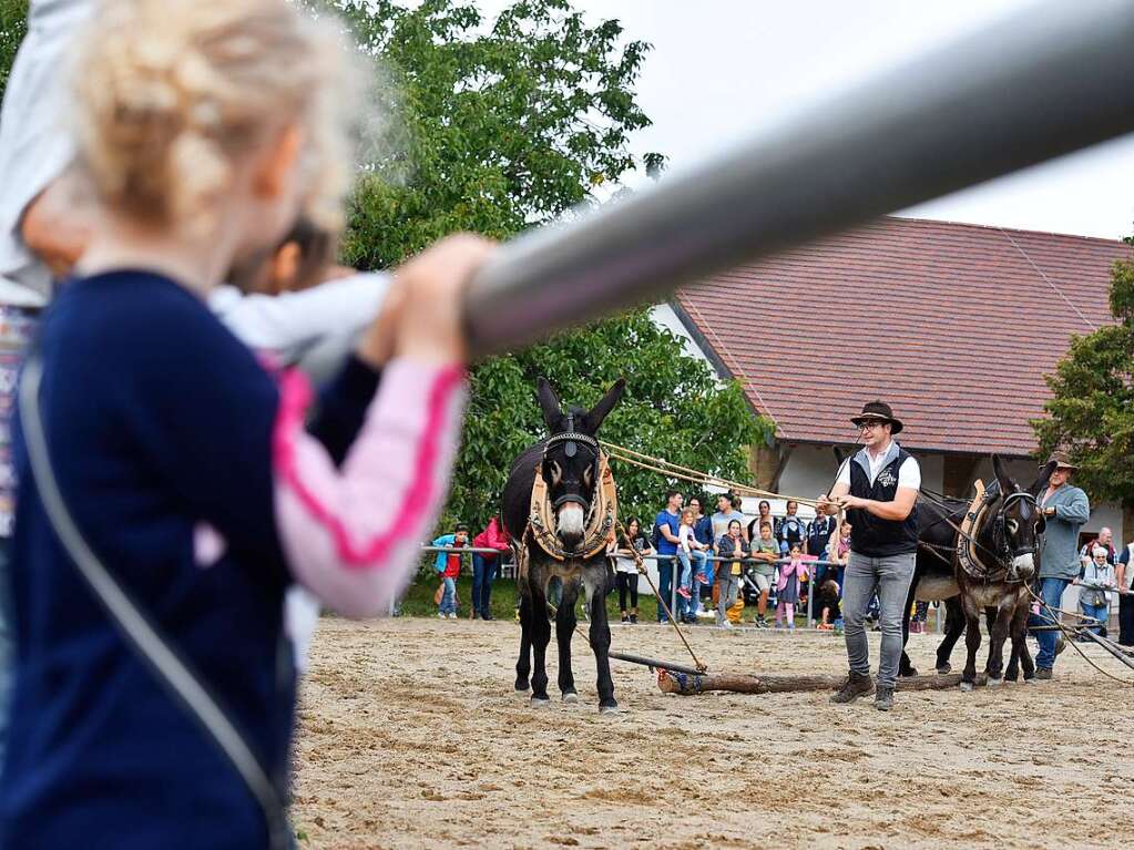 Eselfest auf dem Mundenhof