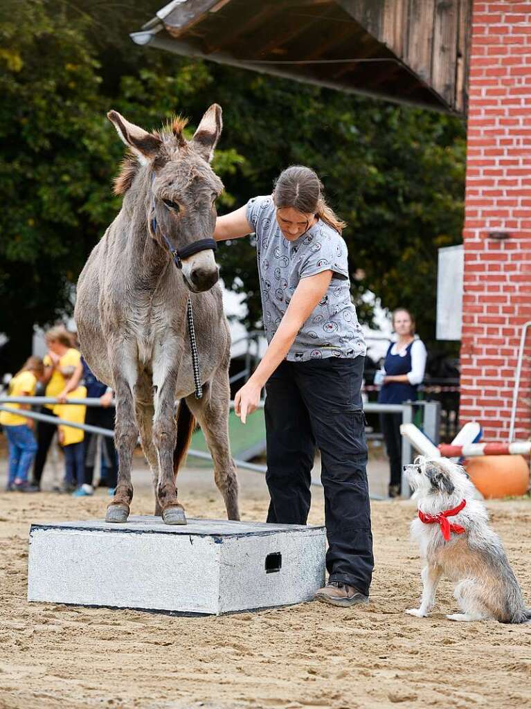 Eselfest auf dem Mundenhof