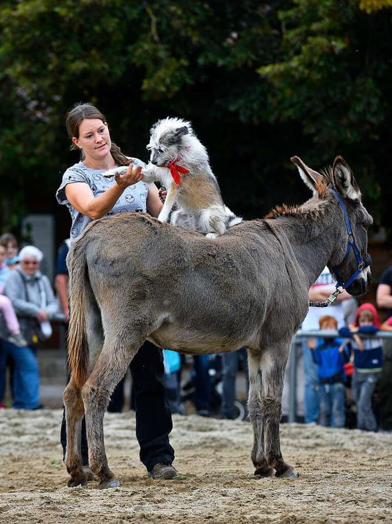 Eselfest auf dem Mundenhof