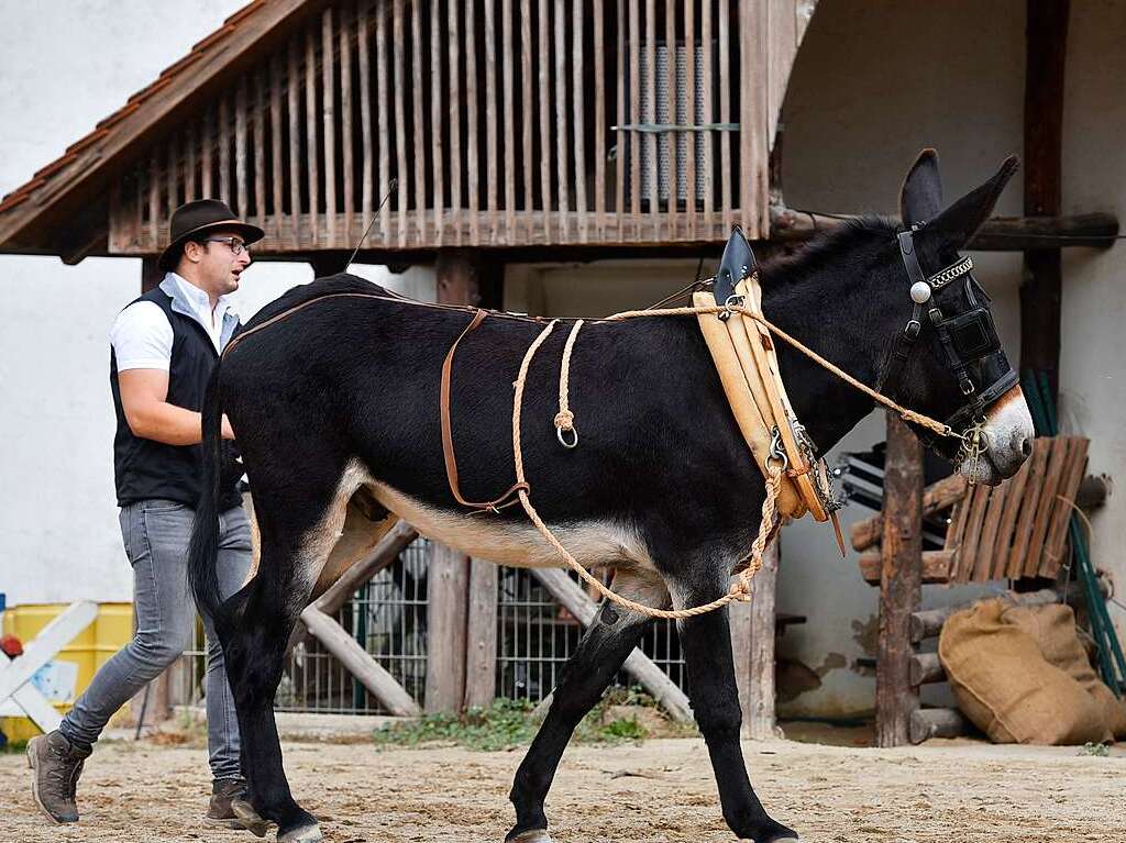 Eselfest auf dem Mundenhof