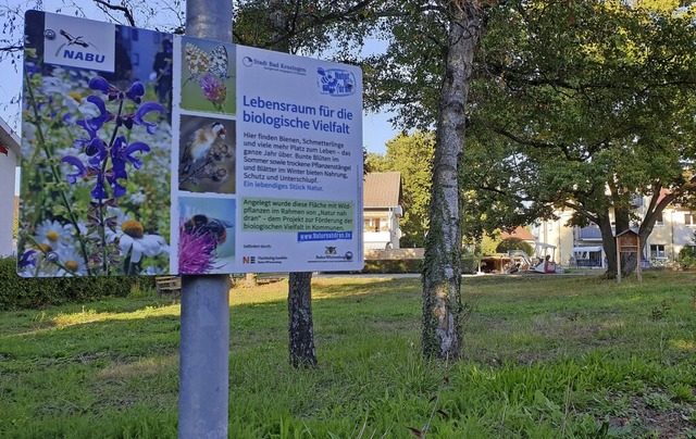 Durch die Mahd sollen konkurrenzschwac...werden, ber die sich Insekten freuen.  | Foto: Frank Schoch