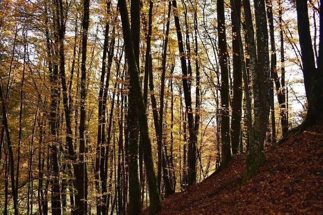 Das Interesse am Thema Wald ist im Kleinen Wiesental gro