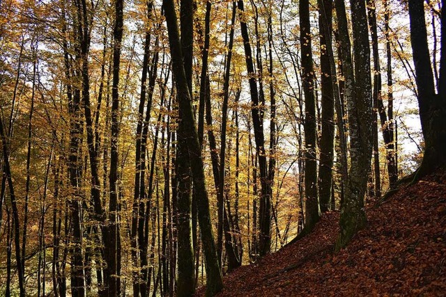 Wald ist viel mehr als ein Wirtschaftsfaktor.  | Foto: Angelika Schmidt