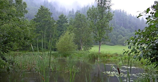 Biotop bei zwischen Hausen und Ehner Fahrnau   | Foto: Angelika Schmidt