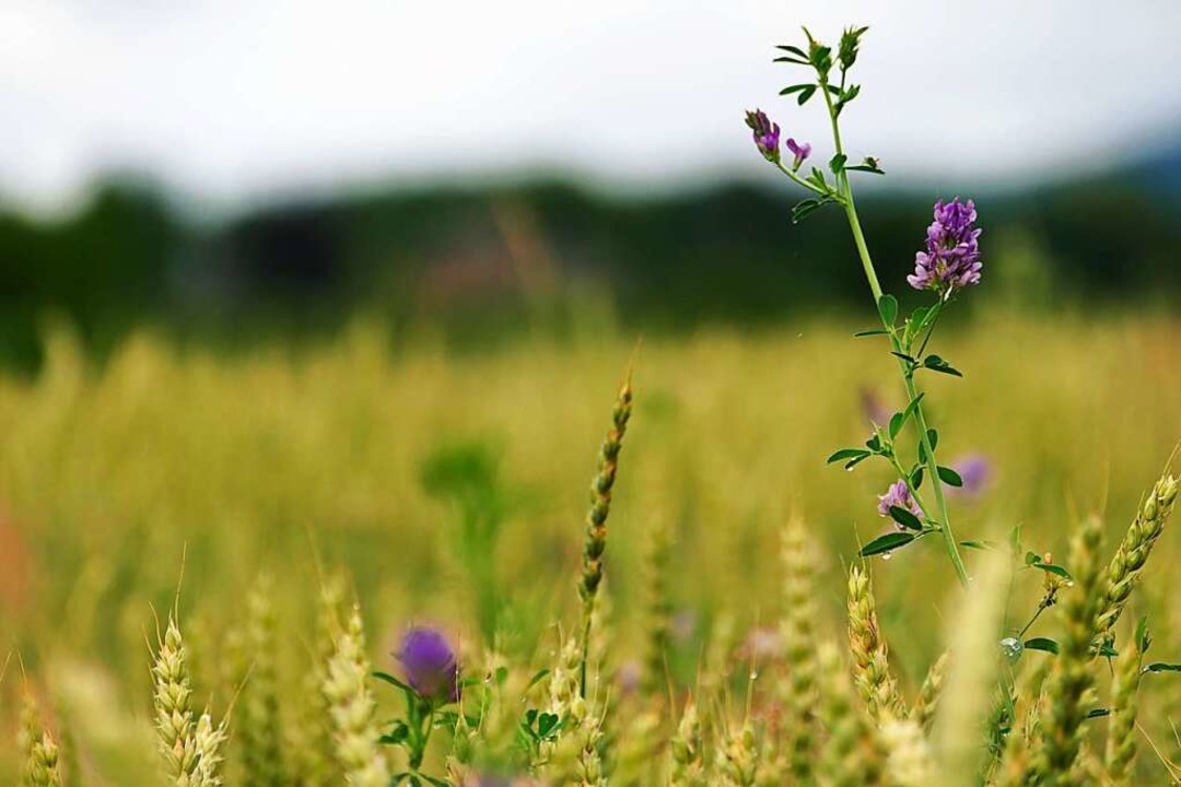 Kornfelder und Blüten im Hexental  | Foto: Silke Kohlmann