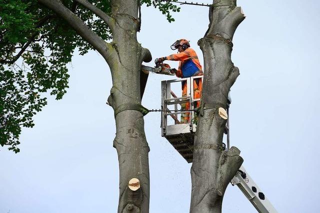 27 Meter hohe Buche musste in Freiburgs City gefllt werden