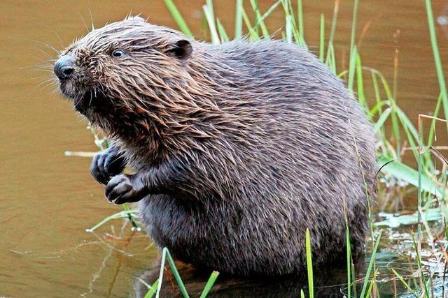 Biber untergrbt Neubaugebiet in Schluchsee