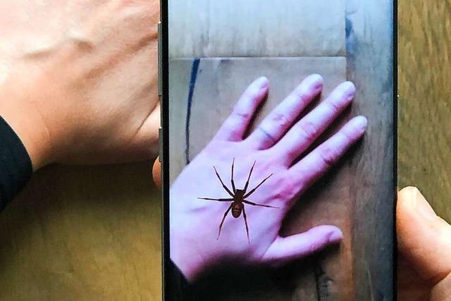 Wie eine Handyapp bei Spinnenphobie helfen soll