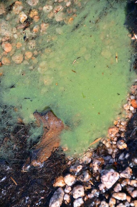 Blaualgen bilden einen grünen Schleier auf der Wasseroberfläche des Schluchsees.  | Foto: Max Schuler