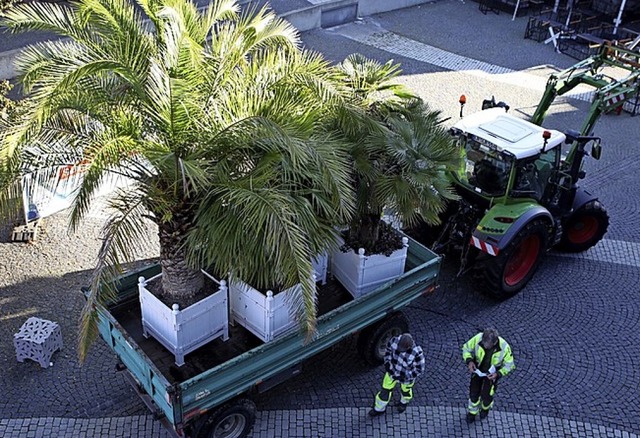 Die Palmen werden abgeholt.  | Foto: bastian bernhardt