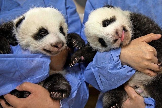Pandababys vorgestellt