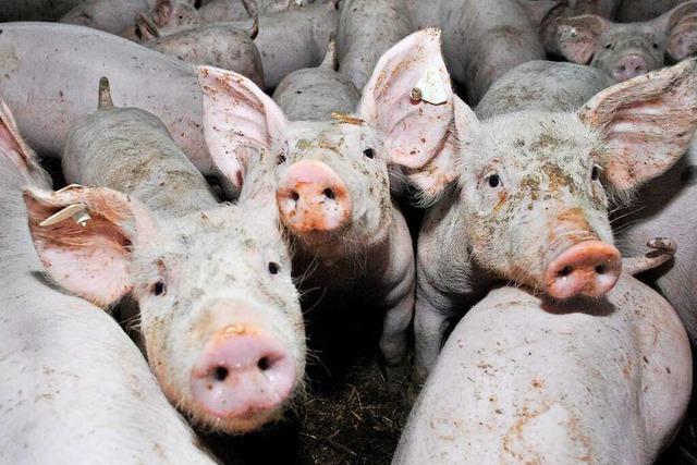 Warum Grippeviren aus Schweinen so pandemiegefhrlich sind