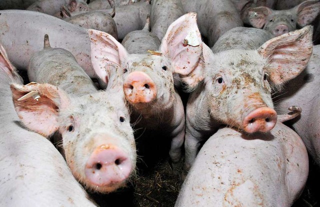 Schweine sollten hufiger gegen Grippe..., fordern Wissenschaftle (Archivbild).  | Foto: Michael Bamberger