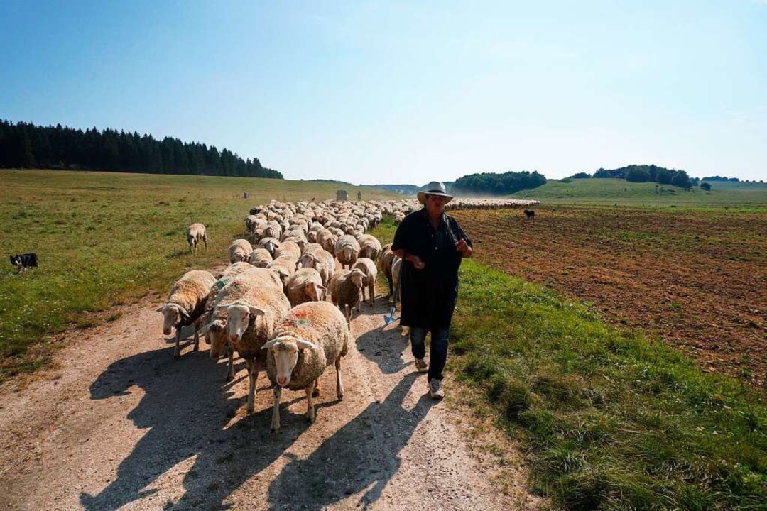 Regina, angestellte Schäferin bei Gerh... hütet seit vier Generationen Schafe.   | Foto: Joshua Kocher