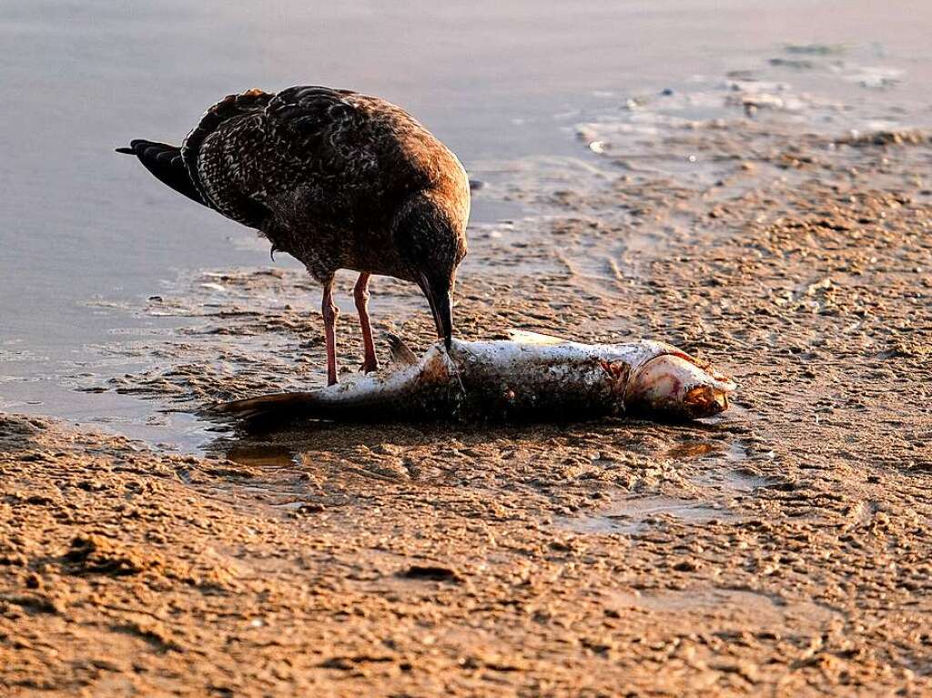 Eine Mwe frisst einen toten Fisch nach der lkatastrophe.