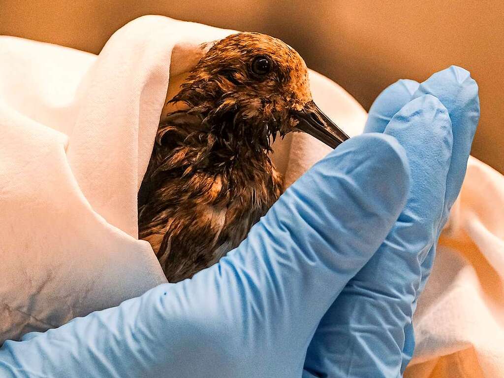 Ein Mitarbeiter des California Department Fish & Wildlife untersucht einen verunreinigten Sanderling, der von der lpest betroffen ist.