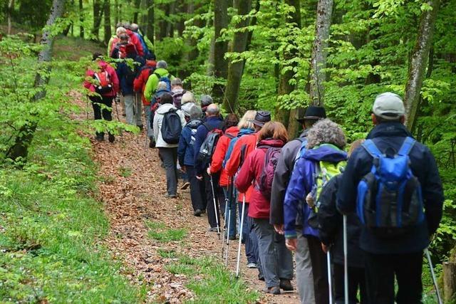 Schwarzwaldverein Kandern verzeichnet reges Interesse an gefhrten Wanderungen