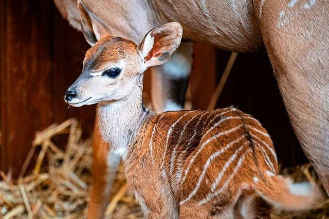 Safiya vergrößert den Kudu-Bestand im Zoo Basel