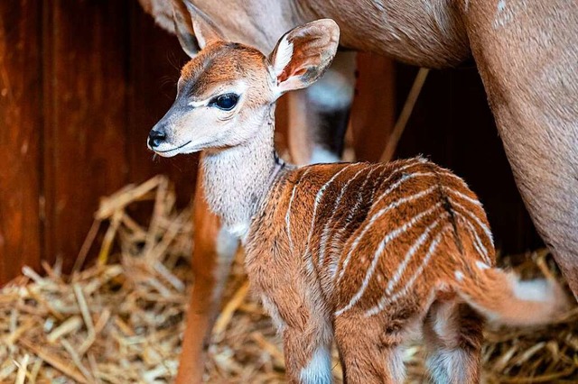 Bei den Kleinen Kudus in Basel gibt es wieder Nachwuchs.  | Foto: Torben Weber (Zoo Basel)