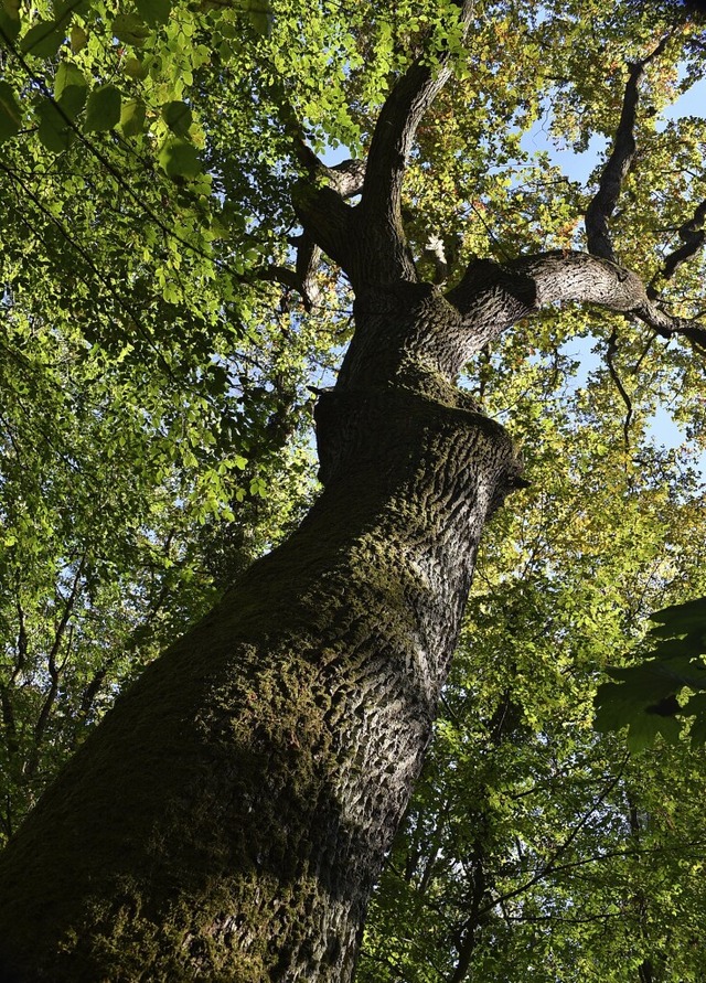 Gerade wertvolle alte Baumriesen wie diese Eiche sind vom Klimawandel bedroht.  | Foto: Benedikt Sommer